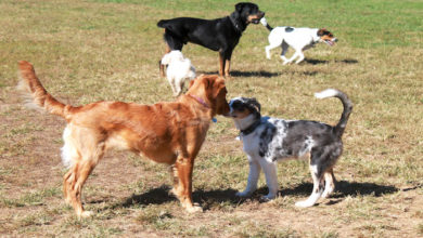Murfreesboro Bark Park