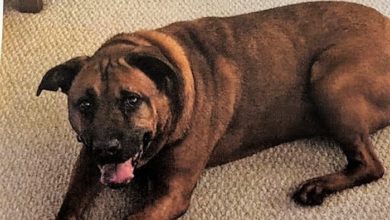 Butch the dog