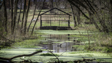 Oaklands Mansion Guided Wetlands & Gardens Tour