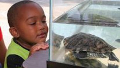 World Turtle Day
