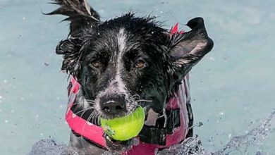 Puppy Plunge