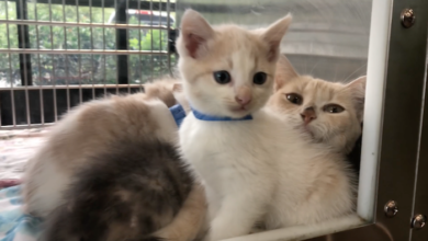 PAWS Meet the Cats