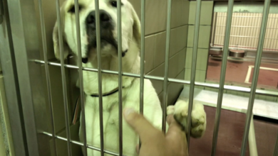 PAWS Meet the Dogs