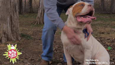 PAWS of Rutherford County Free Adoption Day