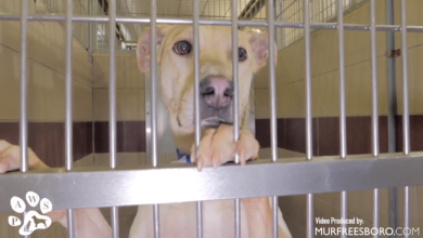 Paws January 2019 Adoption