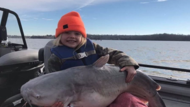 Giant Catfish