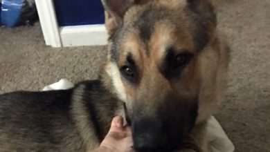 Missing Dog