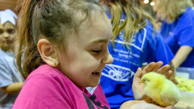 Holding baby chick