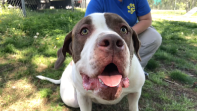 PAWS Pets for Adoption April 22, 2019