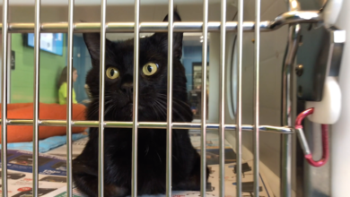 PAWS Pets for Adoption April, 29 2019