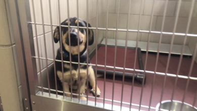 PAWS Pets for Adoption May 13, 2019