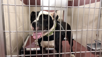 PAWS Pets for Adoption May 20, 2019