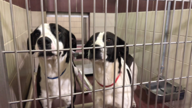 PAWS Pets for Adoption May 6, 2019
