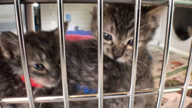 PAWS of Rutherford County Pets for Adoption June 18, 2019