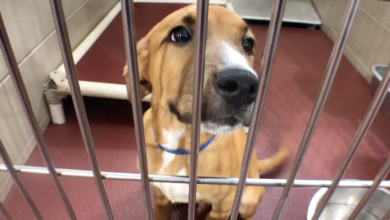 PAWS of Rutherford County Pets for Adoption June 24, 2019