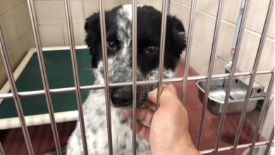PAWS Pets for Adoption June 3, 2019