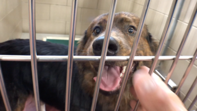 PAWS of Rutherford County Pets for Adoption July 1, 2019