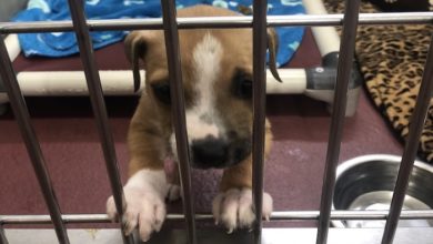 PAWS of Rutherford County Pets for Adoption July 15, 2019