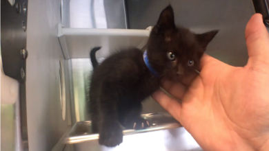 PAWS Pets for Adoption Aug 21, 2019