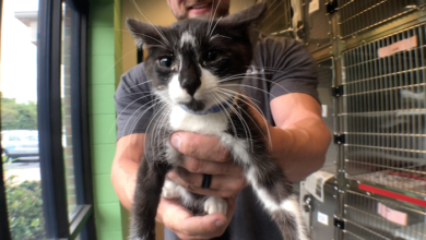 PAWS Pets for Adoption Aug 26, 2019