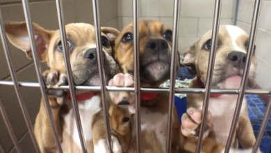 PAWS of Rutherford County Pets for Adoption August 6, 2019