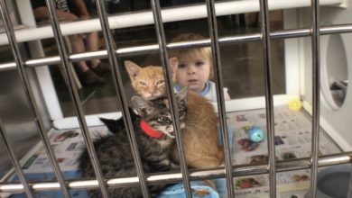 PAWS Pets for Adoption October 1, 2019