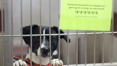 Good Samaritan Pays For Adoption Fees at PAWS