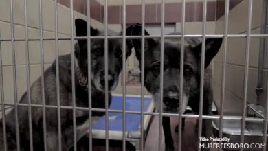 PAWS of Rutherford County Pets for Adoption November 14, 2019