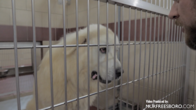 PAWS of Rutherford County Pets for Adoption November 26, 2019