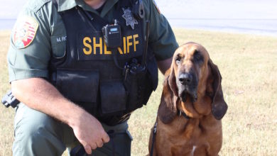 Rutherford County Sheriff’s Office Bloodhound Ethel