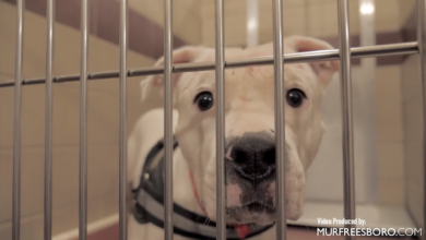 PAWS of Rutherford County Pets for Adoption December 26, 2019