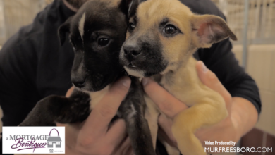 PAWS of Rutherford County Pets for Adoption December 4, 2019