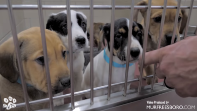 PAWS of Rutherford County Pets for Adoption January 15, 2020