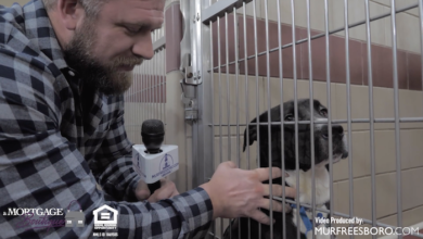 PAWS of Rutherford County Pets for Adoption January 27, 2020