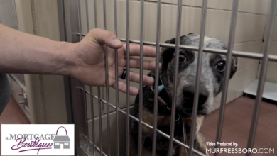 PAWS of Rutherford County Pets for Adoption January 8, 2020