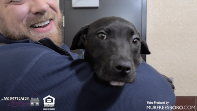 PAWS of Rutherford County Pets for Adoption February 12, 2020