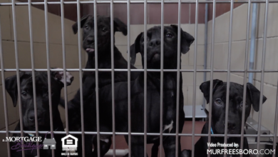 PAWS of Rutherford County Pets for Adoption February 18, 2020