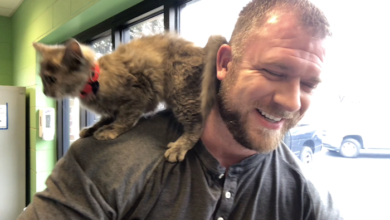 PAWS of Rutherford County Pets for Adoption February 25, 2020
