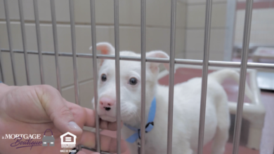 PAWS of Rutherford County Pets for Adoption February 5, 2020