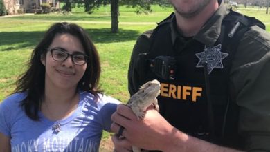 Bearded Dragon lizard trapped and released