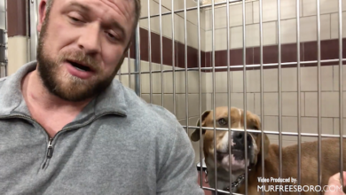 PAWS of Rutherford County Pets for Adoption March 11, 2020