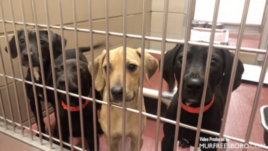 PAWS of Rutherford County Pets for Adoption March 16, 2020