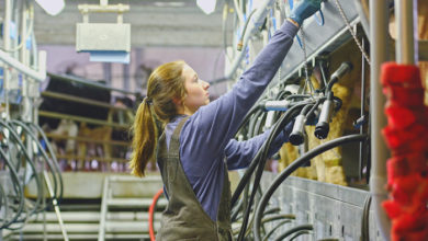 Coleman prepares to milk MTSU cows