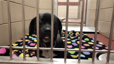 PAWS of Rutherford County is back open
