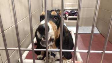 PAWS of Rutherford County Pets for Adoption July 28, 2020