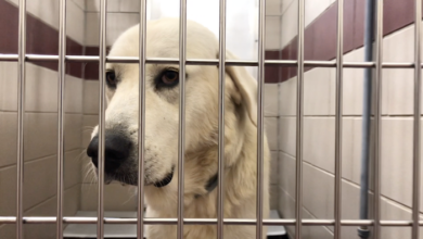 PAWS of Rutherford County Pets for Adoption August 11, 2020