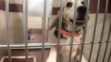 PAWS of Rutherford County Pets for Adoption August 17, 2020