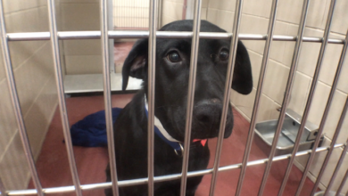 PAWS of Rutherford County Pets for Adoption August 24, 2020