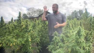 The Hemp Crumble