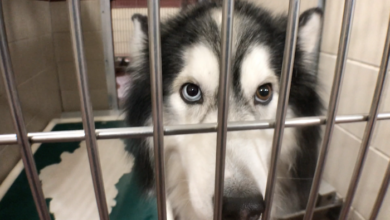 PAWS of Rutherford County Pets for Adoption October 26, 2020